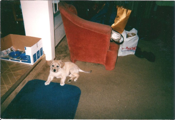 183232_108810255866202_3420473_n